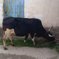 گاو دورگ محلی ۸ماه ابستن|حیوانات مزرعه|شیرگاه, |دیوار