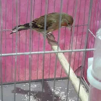 جوجه سهره قناری به شرط خوش رنگ|پرنده|بیستون, |دیوار