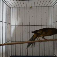 قناری ماده بلند|پرنده|همدان, |دیوار