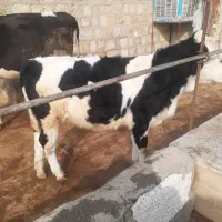 گوساله سیمینتال