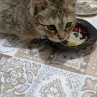 واگذاری دی اس اچ|گربه|سنندج, |دیوار