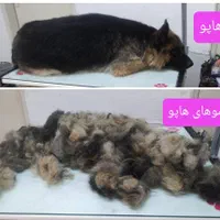 اصلاح و آرایش سگ (کوتاهی مو سگ)|خدمات آرایشگری و زیبایی|تهران, فلسطین (میدان انقلاب)|دیوار