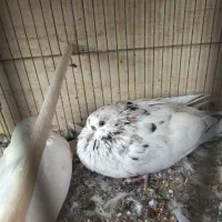 کبوتر سرور|پرنده|یزد, |دیوار