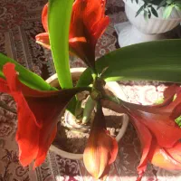 GOLL|گل و گیاه طبیعی|تهران, ارم|دیوار