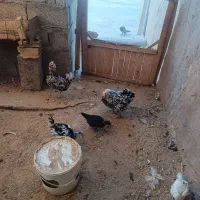 مرغ گلین  اصلی