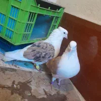 یه جفت کبوتردرجه یک