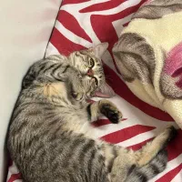 واگذاری گربه