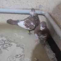 نر افشون چپ ماده افشون سرخ