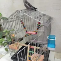 عروس هلندی نر