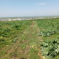 کشاورزی زمین