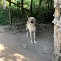 ماده پژدر اصیل|سگ|لیسار, |دیوار