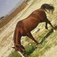 اسب|اسب و تجهیزات اسب‌سواری|گلپایگان, |دیوار