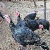 تعداد ۱۱ عدد بوقلمون نر و ماده چهار ماهه و سالم