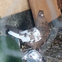 سه تا سینه ای ماده|پرنده|شیراز, مسلم|دیوار