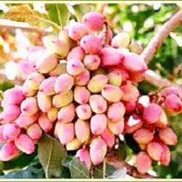 خدمات کشاورزی پسته|خدمات باغبانی و درختکاری|تبریز, |دیوار
