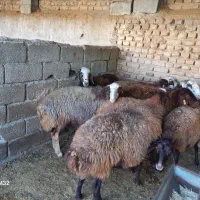 گوسفند و میش آبستن جوان فشندی|حیوانات مزرعه|رامجین, |دیوار