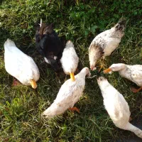 مرغ و خروس اردک