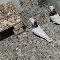جفت طوقی|پرنده|اهواز, فاز ۱ پادادشهر|دیوار