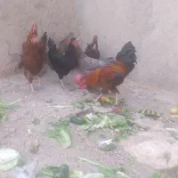 مرغ محلی