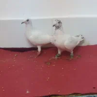 کفتر‌سار‌ودست‌پر‌سیاه‌المانی