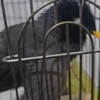 مرغ مینا افغانی سخنگو رو در رو