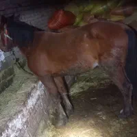 اسب اخته|اسب و تجهیزات اسب‌سواری|سیلوانه, |دیوار