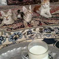 بچه گربه نر ۳ ماهه رایگان