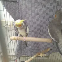 فروش یک جفت عروس هلندی|پرنده|کنگاور, |دیوار