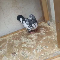 همه کبوتر ها سالم ب شرط|پرنده|پلدختر, |دیوار