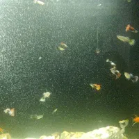 فروش ماهی گوپی