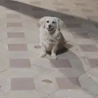 چند تا سگ معاوضه|سگ|کوار, |دیوار