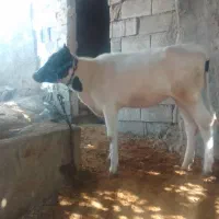 گوساله ماده|حیوانات مزرعه|لالی, |دیوار