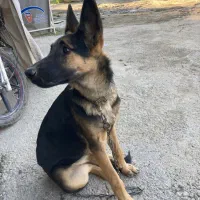 گم شده مژدگانی خوب میدم|حیوانات|گنبد کاووس, |دیوار