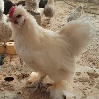 نیمچه مرغ و خروس محلی و زینتی|حیوانات مزرعه|شیراز, شهرک دارایی|دیوار