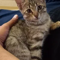 واگذاری|گربه|اردبیل, |دیوار