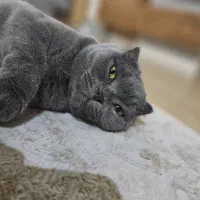 گربه اسکاتیش بلو دبل فلد
