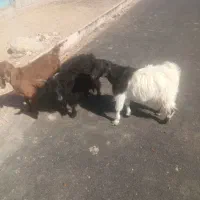 فروش 3 بزغاله ماده 1 نر