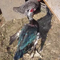 قوغاز افریقایی اردک روسی اسرائیلی نر جوان سنگین|حیوانات مزرعه|تهران, نعمت‌آباد|دیوار