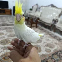 عروس لوتینو|پرنده|رباط‌کریم, رباط‌کریم|دیوار