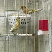 جفت قناری|پرنده|کرمان, |دیوار