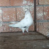 کبوتر پرشی غریب