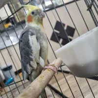 یک جفت عروس هلندی|پرنده|اسلامشهر, شهرک سالور|دیوار