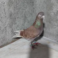 فروش۱۶عددکبوتر