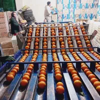 پلاستیک پیچی وگرمادرمانی|خدمات پیشه و مهارت|قائم‌شهر, |دیوار