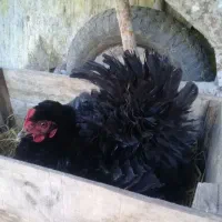 مرغ کرچ شده نژاد دار