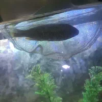 ماهی گوشت خوار