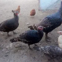 حیوان|حیوانات مزرعه|ماکو, |دیوار