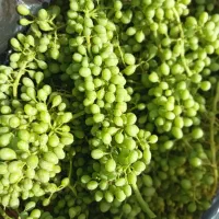 قوره|خوردنی و آشامیدنی|همدان, |دیوار