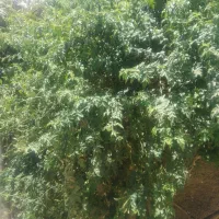 تعدادی گل یاس سفید|گل و گیاه طبیعی|فسا, |دیوار