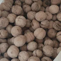 گردوی پوست گاغذی مغز سفید|خوردنی و آشامیدنی|شاهین دژ, |دیوار